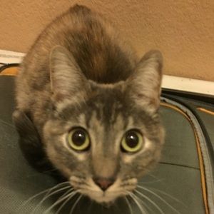 Meet your Posher, Joey